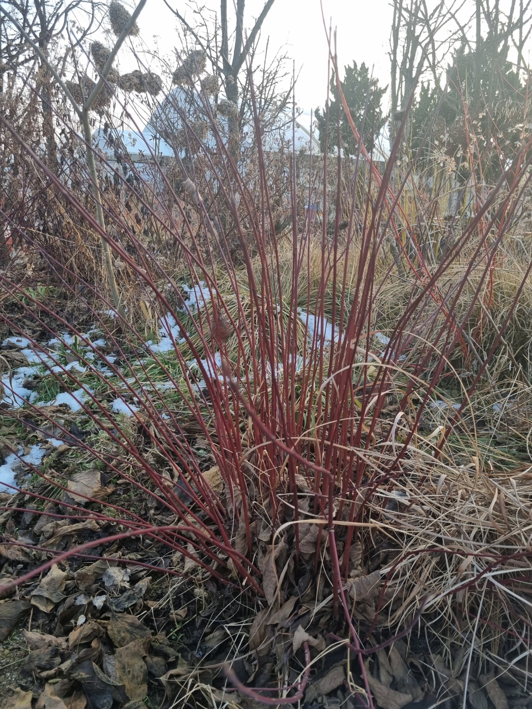 Cornus sericea 'Kelseyi'